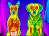 Couple of Hot Dogs!